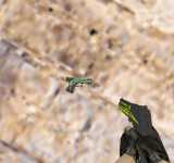 Модель HD Glock-18 «Pea Shooter» для CS 1.6
